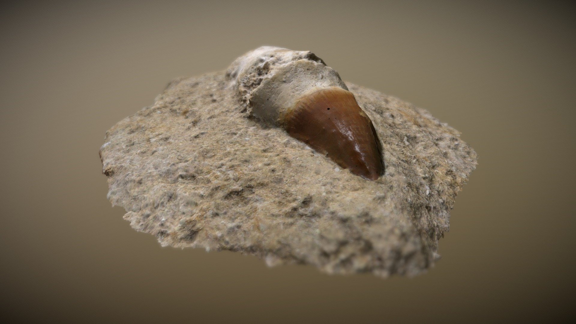 A Very Old Dinosaur Claw