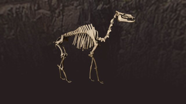 Gigantocamelus 3D Model