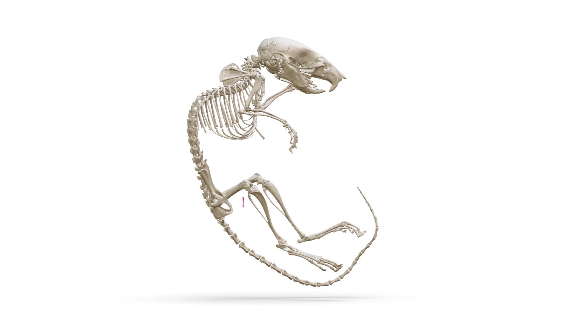 Apodemus uralensis (MSBMamm249534) 3D model by Biodiversity