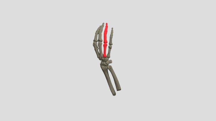 Anillo 3D Model