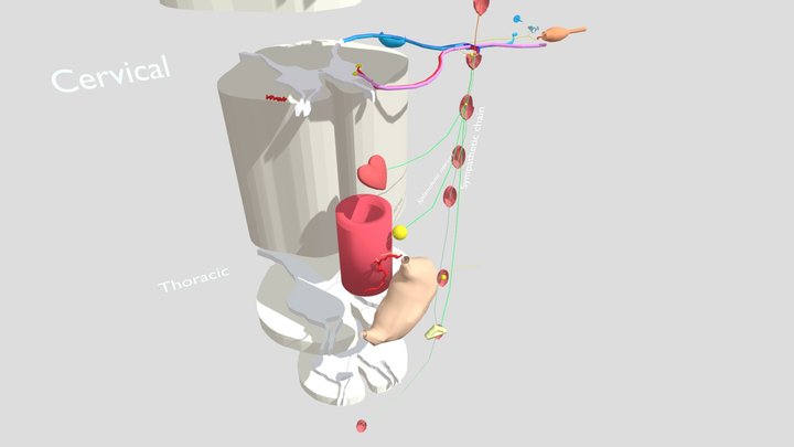 Sympathetic ganglia 3D Model