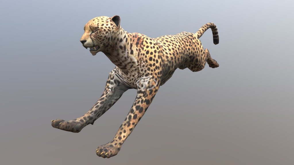 Cheetah Running Animated 3d Model By Biozone 39ef1f0 Sketchfab