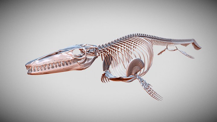 Mosasaurus hoffmanni skeleton 3D Model