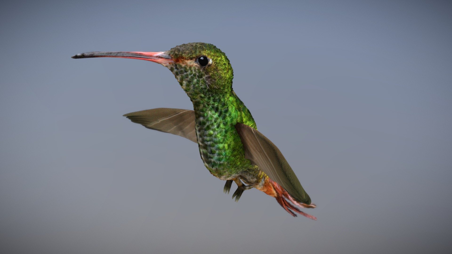 Kolibri - Bird