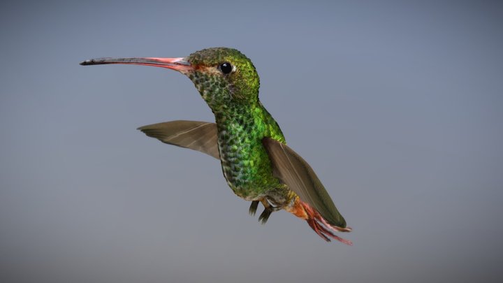 Kolibri - Bird 3D Model