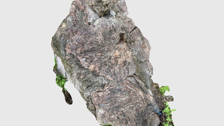 Folded Cannes migmatite (2) 3D Model