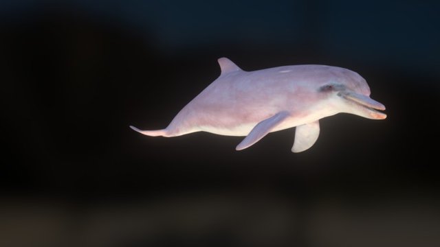 Dolphin V002 3D Model
