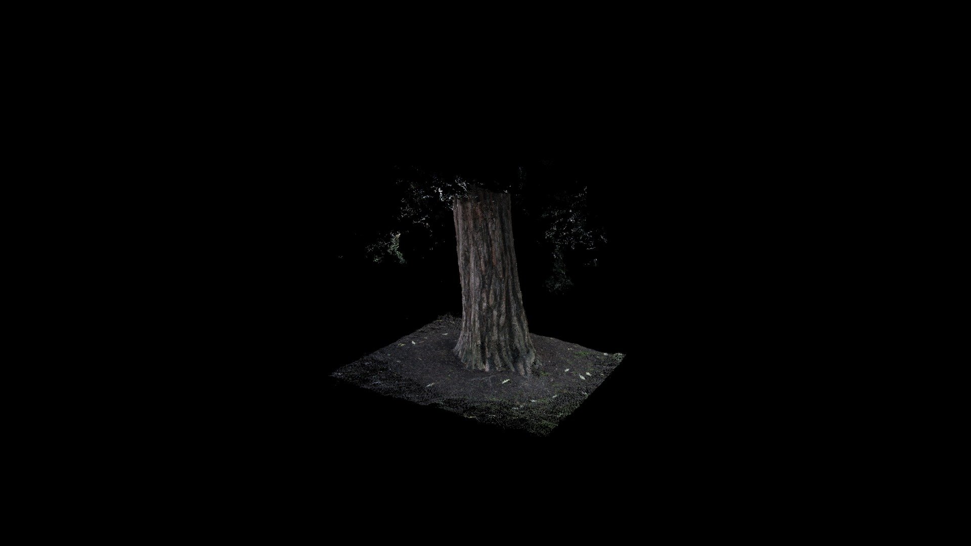 Hagina / Yew
