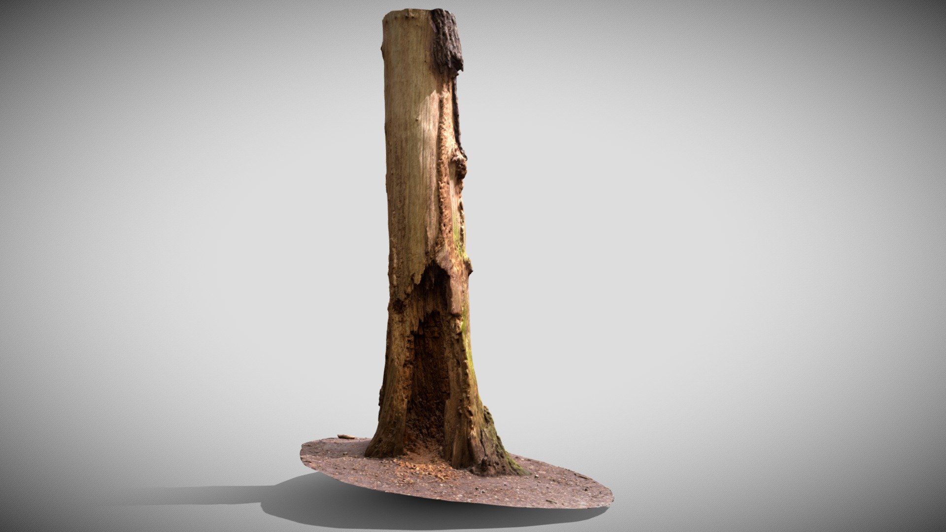Rotten Tree Stump Scan - Buy Royalty Free 3D model by Kieron Helsdon ...