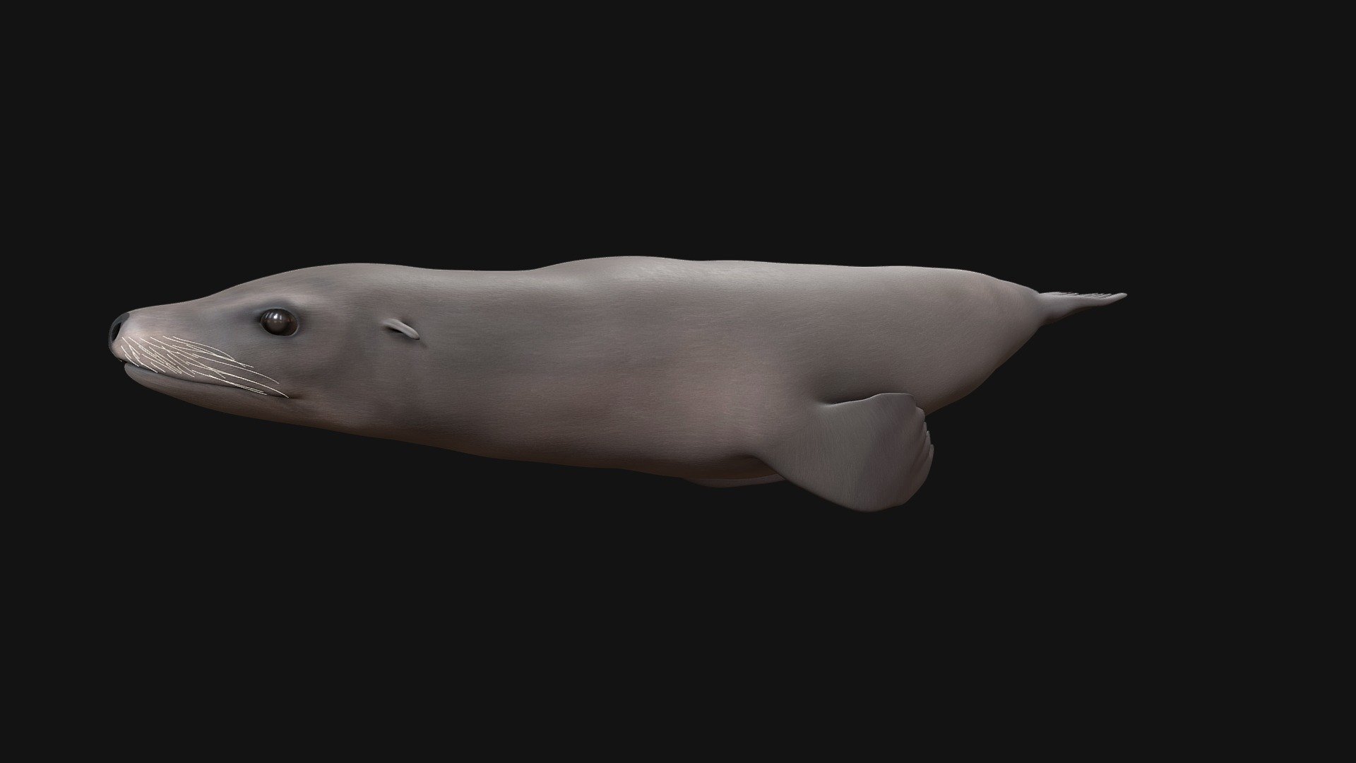 Model 86 - California Sea Lion - 3D model by DigitalLife3D [3a0cef2