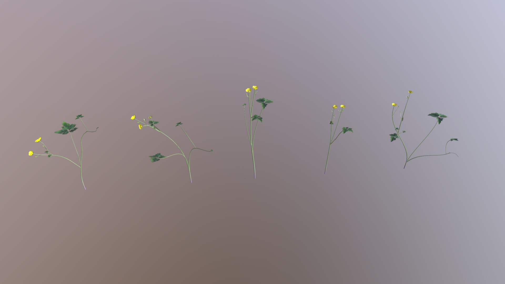 3D model Creeping Buttercup Flower Pack - This is a 3D model of the Creeping Buttercup Flower Pack. The 3D model is about a group of green plants.