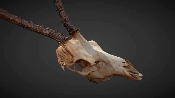 deer skull 3D Model