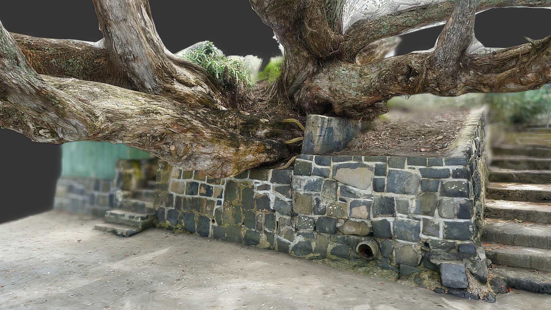 Pohutukawa tree at Takapuna 2