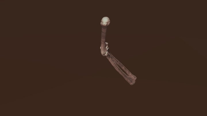 Elbow Joint 3D Model
