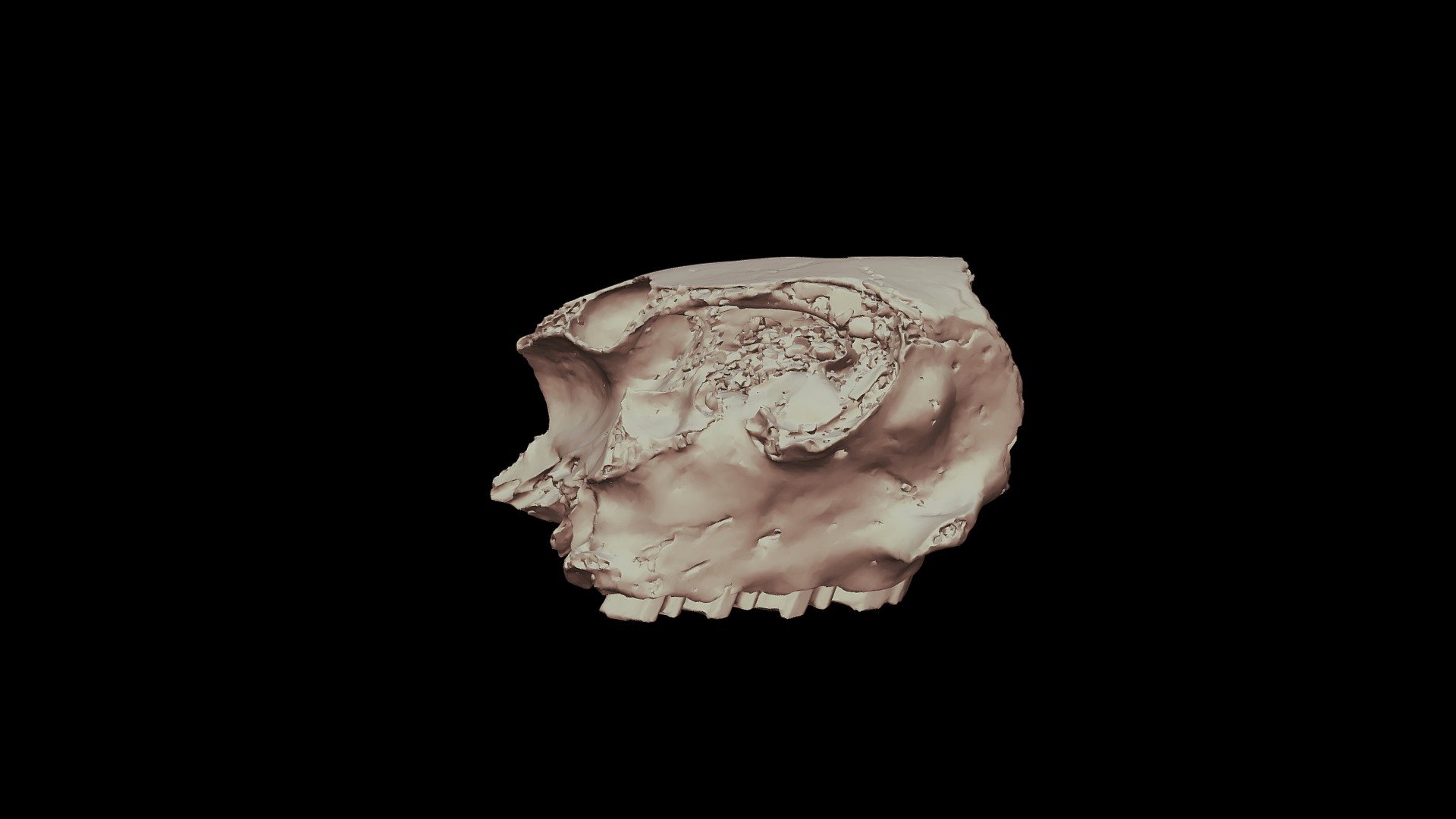 Plagiodontia velozi