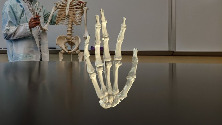 Bones of the wrist, hand and fingers 3D Model