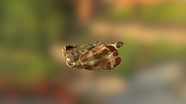ShortLoin 3D Model