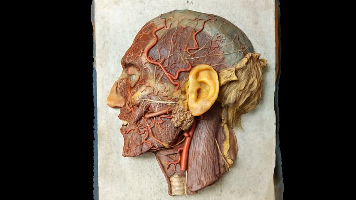 Wax Human Head 3D Model
