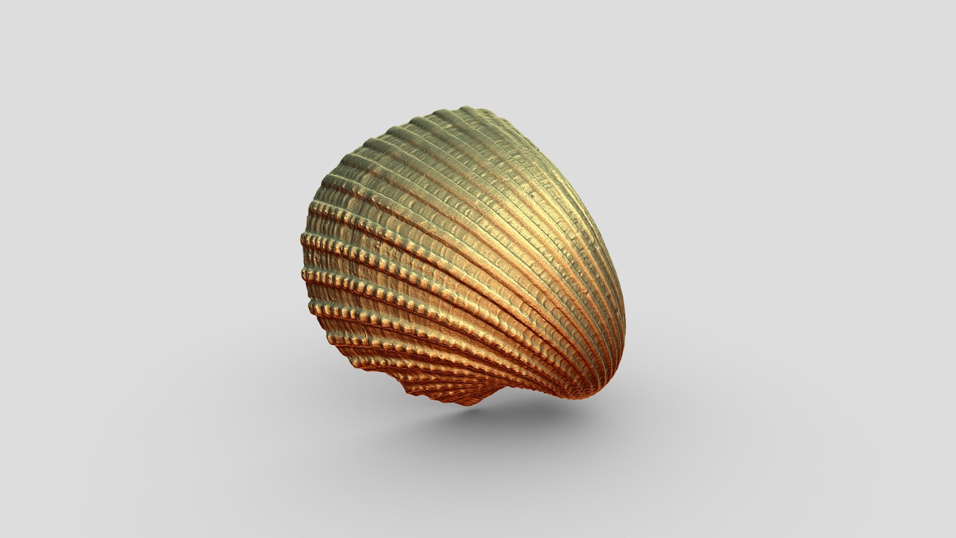 Shell - Download Free 3D model by Diana Liu (@Diana123456) [3a21fe0 ...