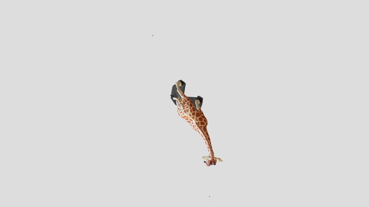 Jirafa 3D Model