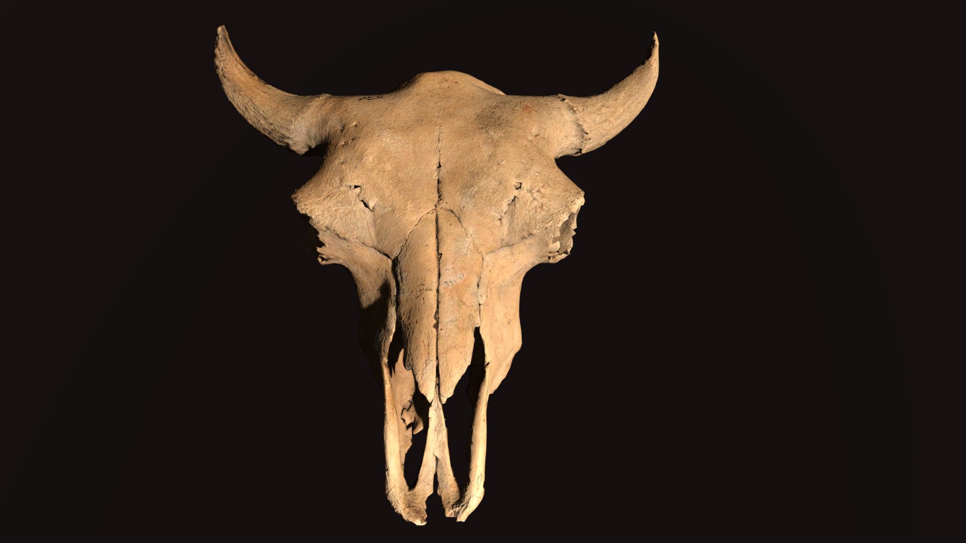 Bison Skull - 3D model by Nebraska Public Media (@nebraskapublicmedia ...