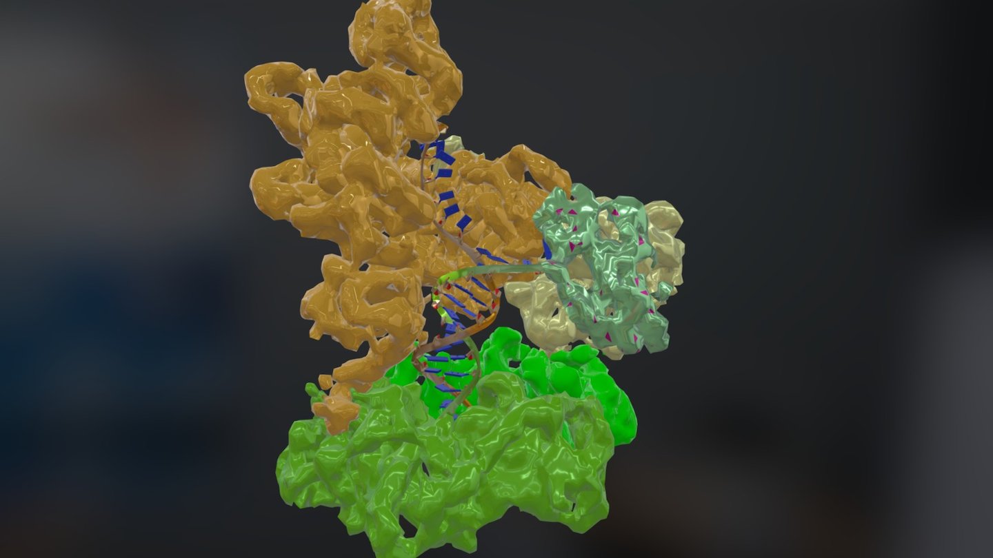 EMDB › EMD-4142 - 3D model by Interactive 3D Data (@proteinsimulation ...