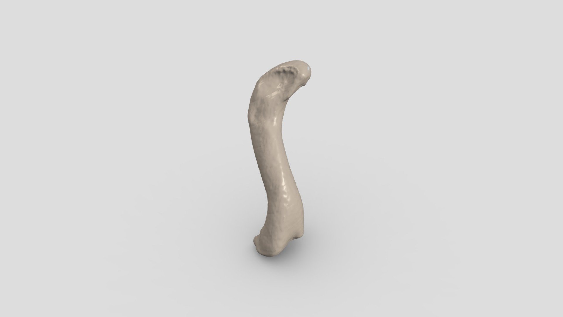 Crocodile Left Femur