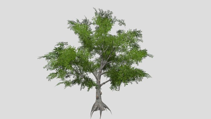 Tree low poly 3D Model