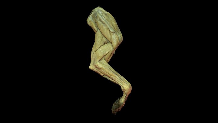 Plastinated dog thoracic appendage, right 3D Model