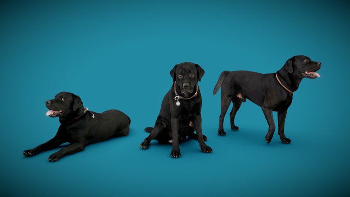 DOGs Three Pack A - 1of2 3D Model
