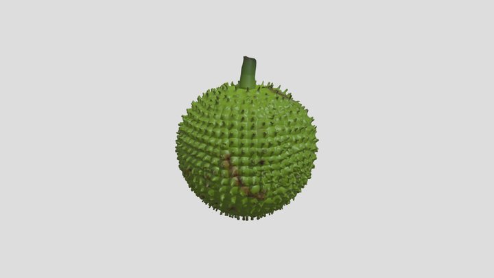 Breadfruit model