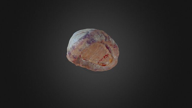 Chiton1 3D Model