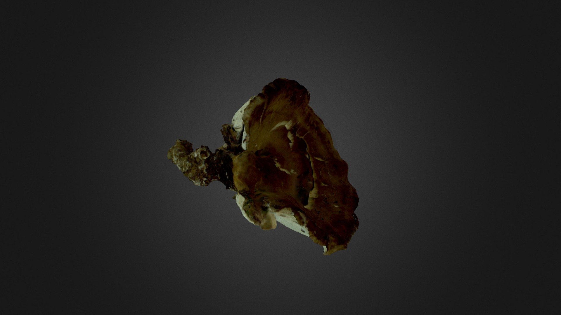 Polypore Mushroom