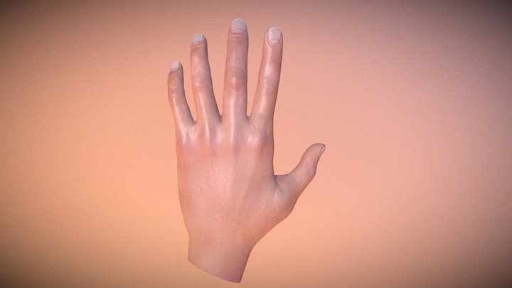 hands Anatomy Study 3D Model