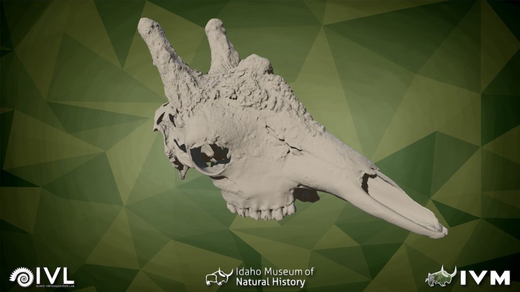 IMNH R-2283 Modern Giraffe Cranium — Sketchfab embed 3D viewer