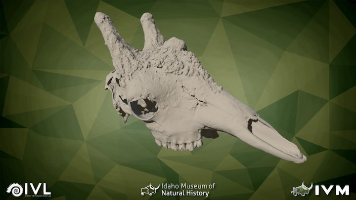 IMNH R-2283 Modern Giraffe Cranium