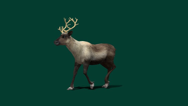Caribou Reindeer (Lowpoly) 3D Model