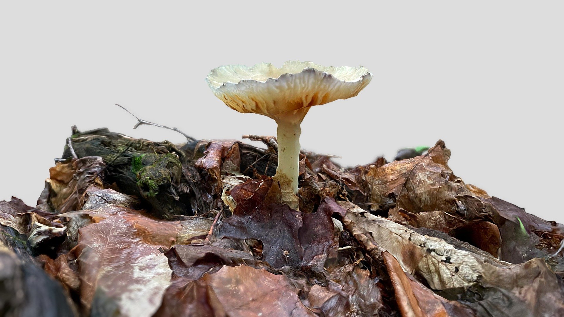 Mushroom — Sketchfab embed 3D viewer