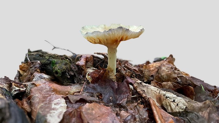 Mushroom – Gratis 3D-model STL