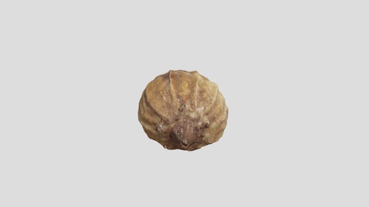Coriander Seed 3D Model