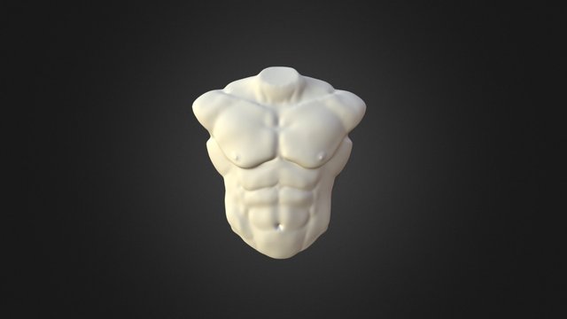 Torso 3D Model