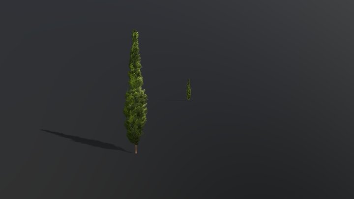 Cypress / Thuja 3D Model