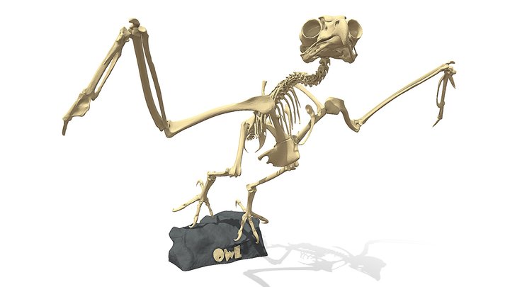 OWL  Skeleton 3D Model