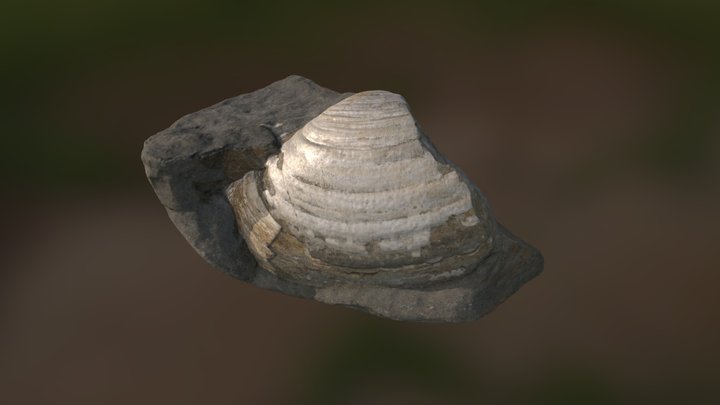 Shell Fossil in Rock 3D Model