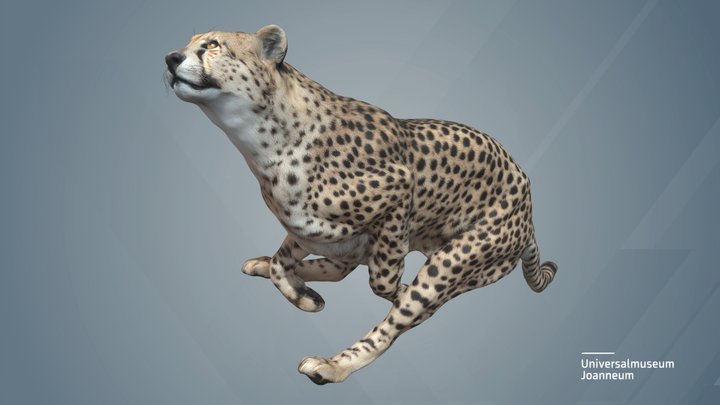 Gepard (Acinonyx jubatus) 3D Model