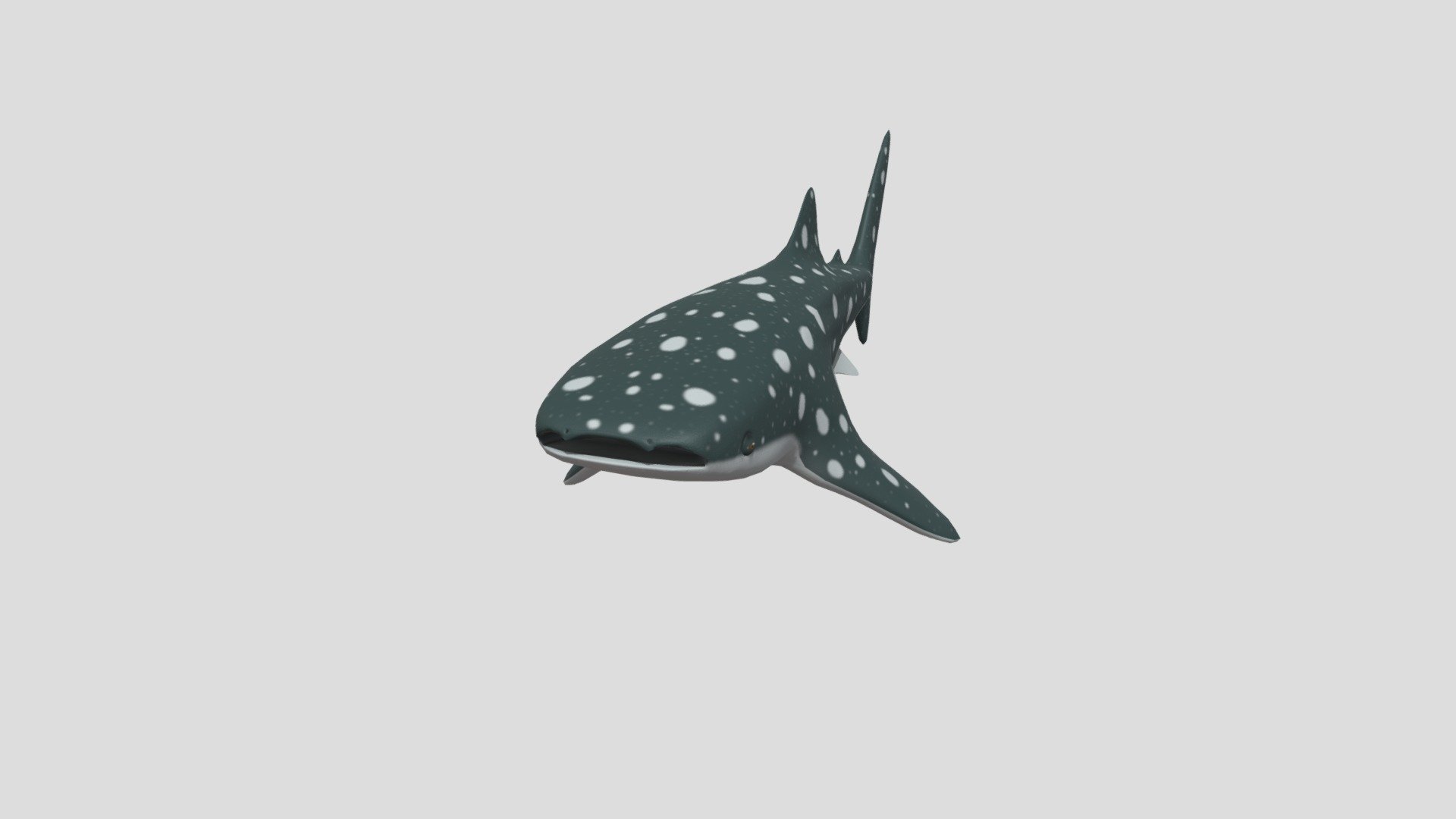 Whale Shark