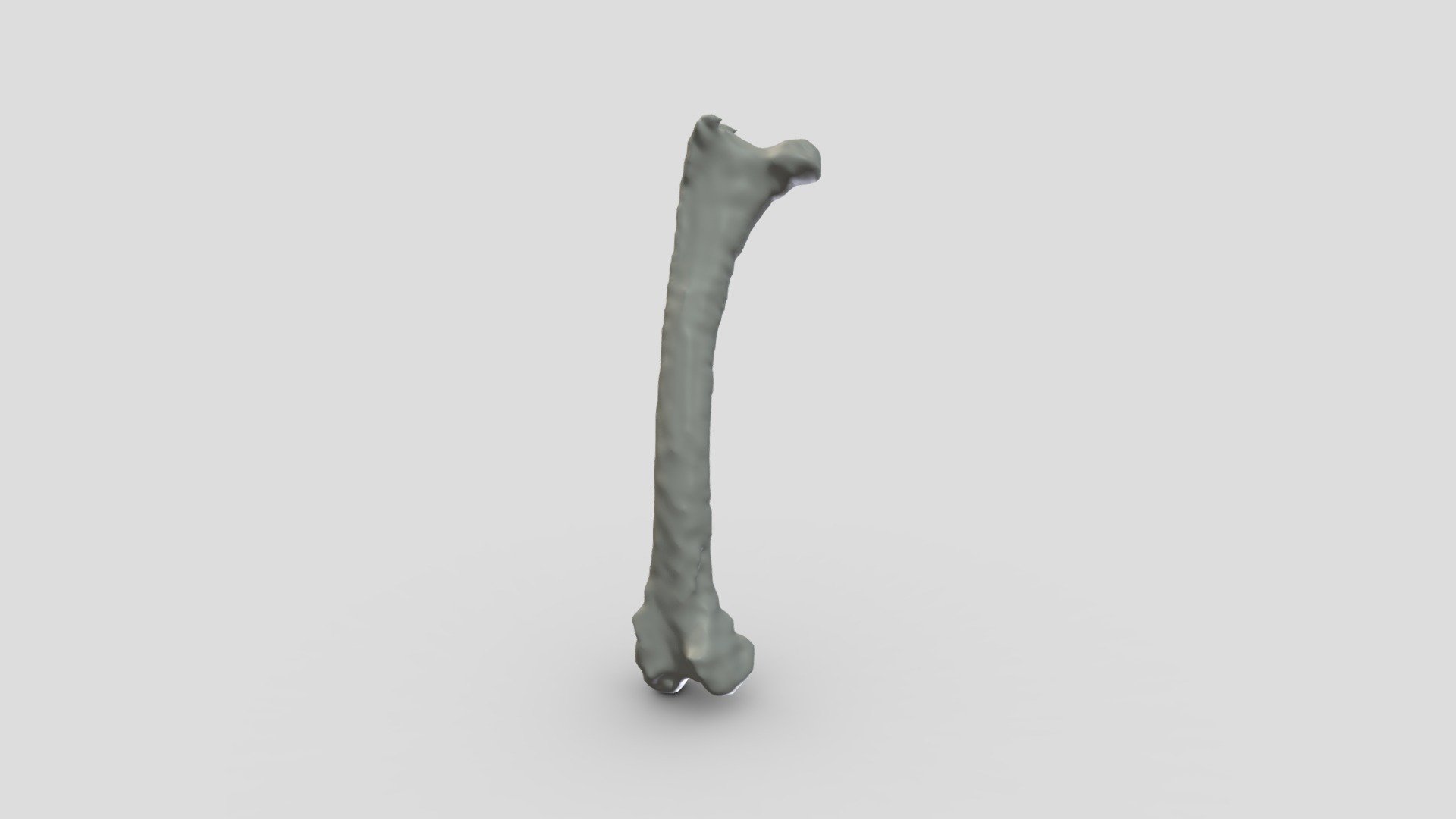 Guineafowl Right Femur