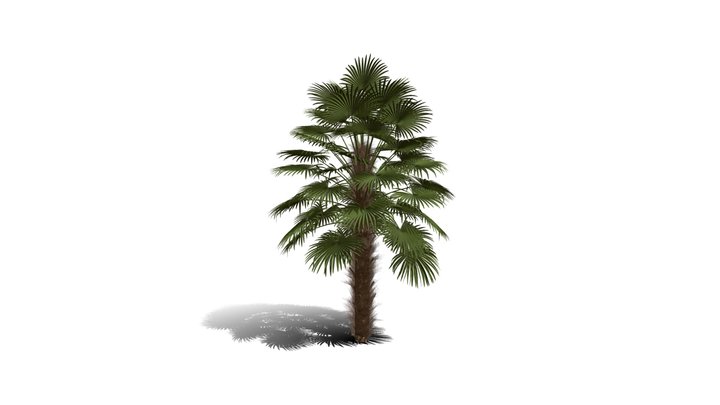 Realistic HD Windmill palm (7/25) 3D Model