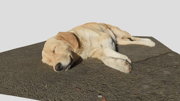 Dog – Modello 3D gratuito STL