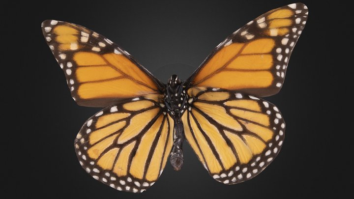 Monarch Butterfly 3D Model